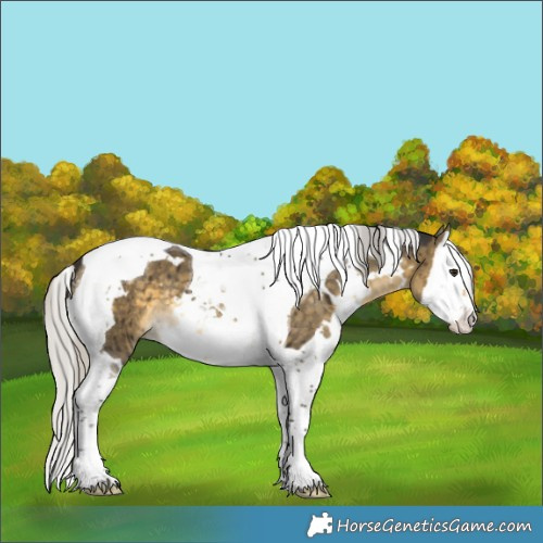 Horse Color:White Spotted Silver Buckskin Dun Splash Tobiano Brindle 