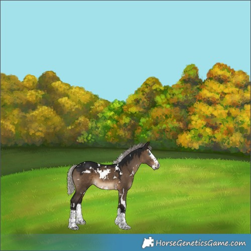 Horse Color:Gray White Spotted Silver Brown Dun Splash 