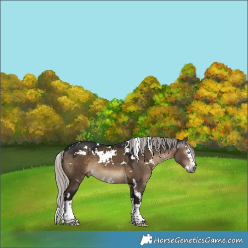 Horse Color:Gray White Spotted Silver Brown Dun Splash 