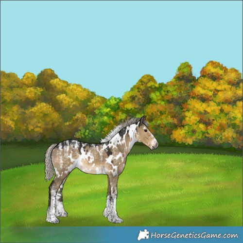 Horse Color:Powder White Gray White Spotted Silver Smoky Grullo 