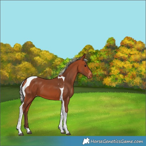 Horse Color:Silver Bay Tobiano Varnish 