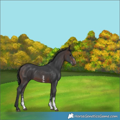 Horse Color:Brown Sabino 