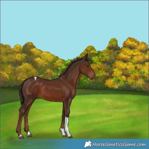 Horse Color:Liver Chestnut Tobiano 