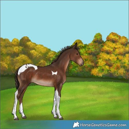 Horse Color:Liver Chestnut Tobiano 