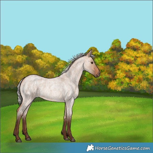 Horse Color:Silver Bay Roan Dun 