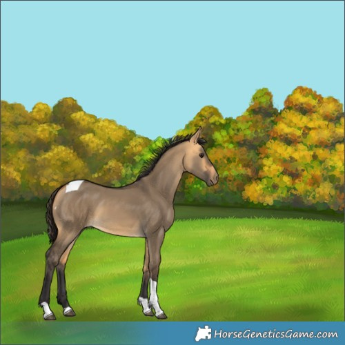 Horse Color:Buckskin Dun Tobiano 