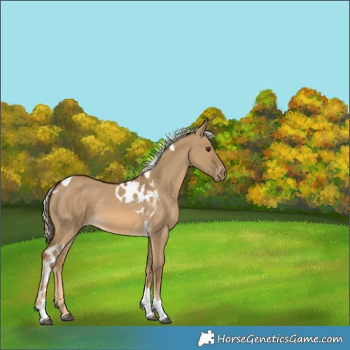 Horse Color:Chocolate Palomino Dun Tobiano Skewed LP Spotted 
