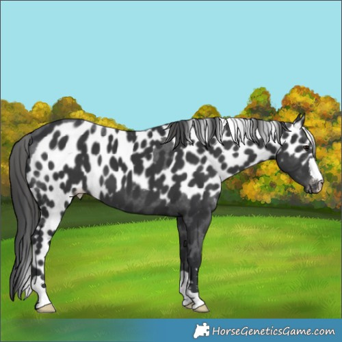 Horse Color:Black Skewed Appaloosa 
