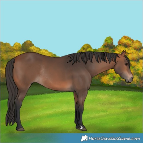 Horse Color:Bay Rabicano 