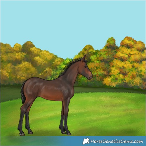 Horse Color:Brown 