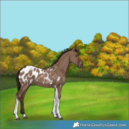 Horse Color:Liver Red Dun Tobiano Appaloosa 