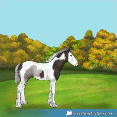 Horse Color:Silver Brown Splash Tobiano 