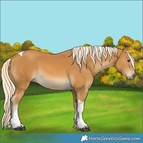 Horse Color:Palomino Tobiano 