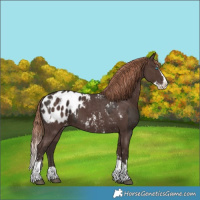 Horse Color:Liver Chestnut Sabino Splash Appaloosa  and Liver Chestnut Sabino Splash Appaloosa 