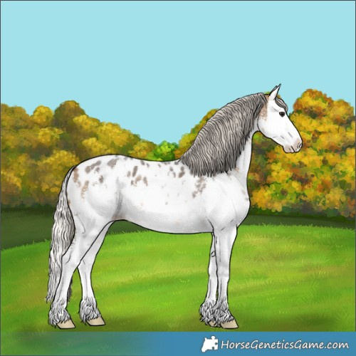 Horse Color:White Spotted Silver Buckskin Sabino Splash Appaloosa 