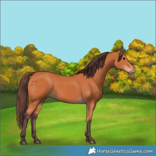 Horse Color:Chocolate Bay 