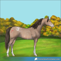 Horse Color:Amber Champagne Sabino Tobiano Appaloosa and Amber Champagne Sabino Tobiano