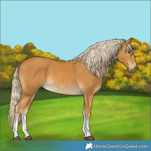 Horse Color:Palomino Tobiano 
