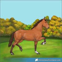 Horse Color:Chocolate Bay 