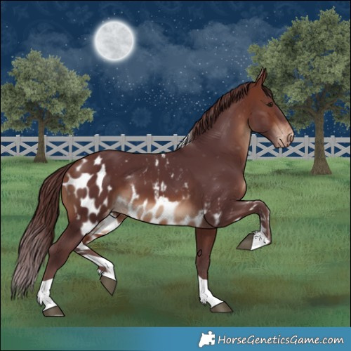 Horse Color:Chocolate Bay
