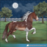 Horse Color:Chocolate Brown Tobiano Skewed Appaloosa 