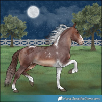 Horse Color:Chocolate Brown Tobiano Skewed Appaloosa 