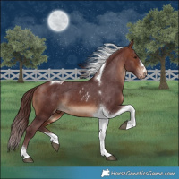 Horse Color:Chocolate Brown Tobiano Skewed Appaloosa 