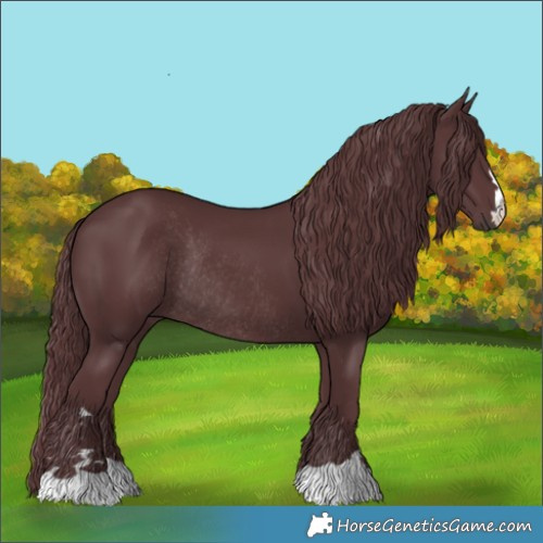 Horse Color:Chocolate Black Rabicano 