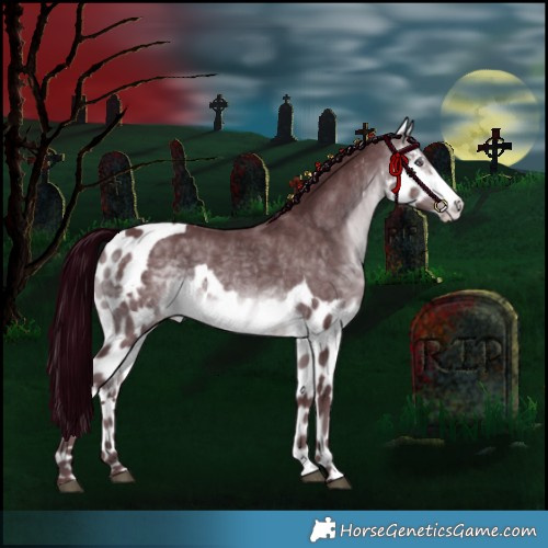 Horse Color:Chocolate Brown Chinchilla Skewed Appaloosa 