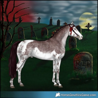 Horse Color:Chocolate Brown Chinchilla Skewed Appaloosa 