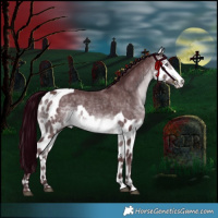 Horse Color:Chocolate Brown Chinchilla Skewed Appaloosa