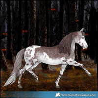 Horse Color:Chocolate Brown Chinchilla Skewed Appaloosa 