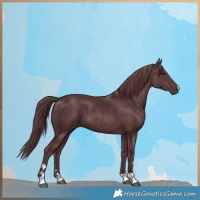 Horse Color:Chocolate Black