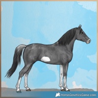 Horse Color:White Spotted Black Sabino Frame 
