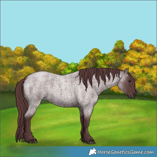 Horse Color:Chocolate Blue Roan 