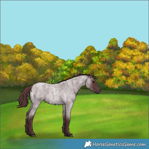 Horse Color:Chocolate Blue Roan 
