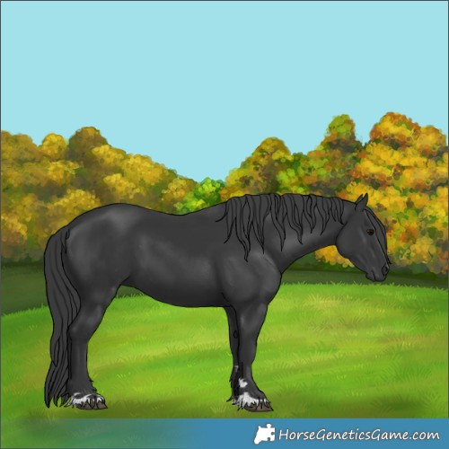 Horse Color:Black 
