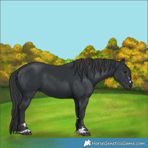 Horse Color:Black 