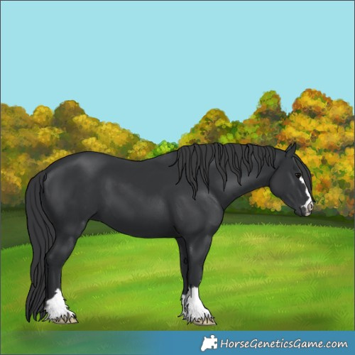 Horse Color:Black 
