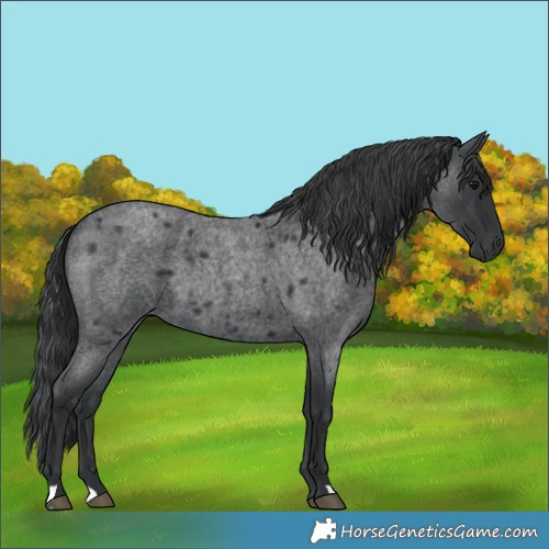 Horse Color:Blue Roan 