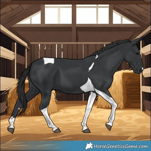 Horse Color:Black Tobiano 