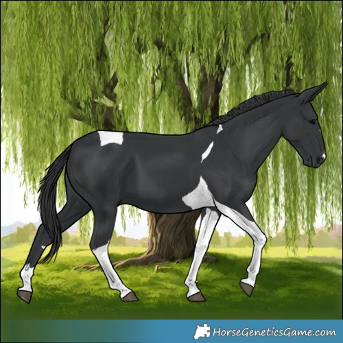 Horse Color:Black Tobiano 