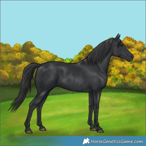 Horse Color:Black Rabicano 