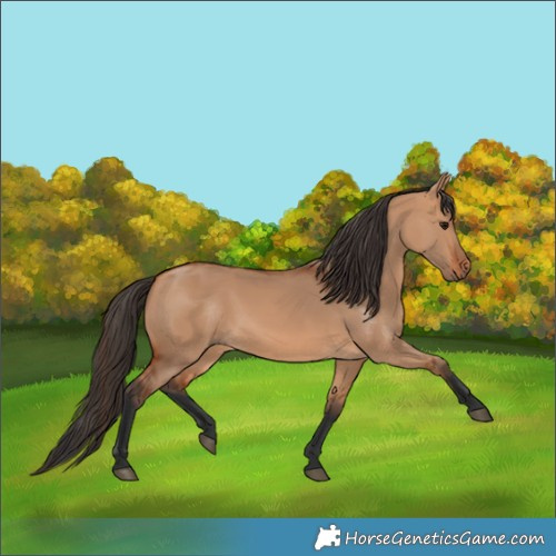 Horse Color:Bay Dun 