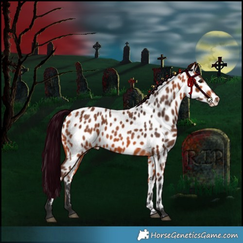 Horse Color:Bay Appaloosa 