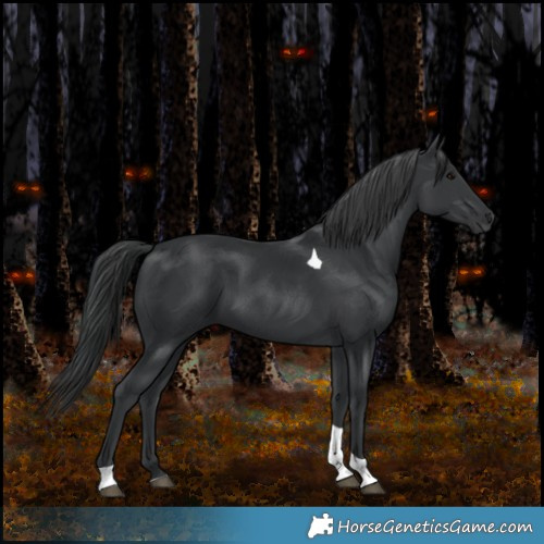 Horse Color:Black Tobiano 