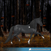 Horse Color:Black Tobiano 