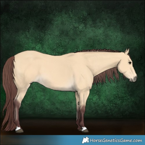 Horse Color:Chocolate Buckskin 