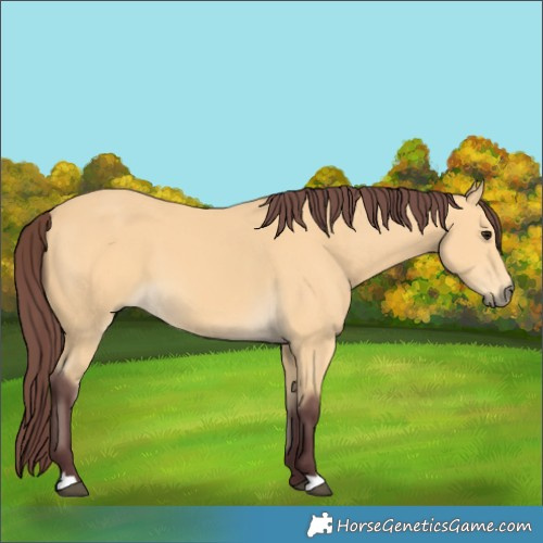 Horse Color:Chocolate Buckskin