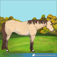 Horse Color:Chocolate Buckskin